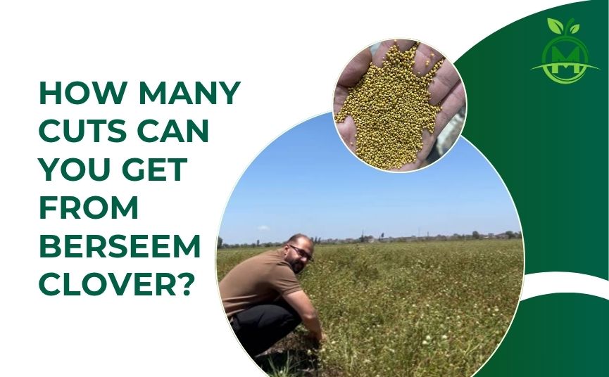 How Many Cuts Can You Get from Berseem Clover?